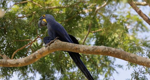 如何正确饲养紫蓝金刚鹦鹉？（紫蓝金刚鹦鹉的饲养方法与注意事项 - 新生家伴