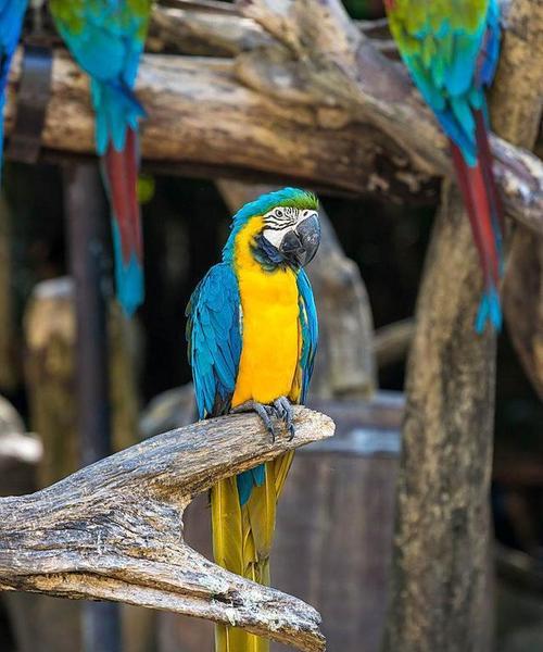 如何正确饲养紫蓝金刚鹦鹉？（紫蓝金刚鹦鹉的饲养方法与注意事项）(图3)