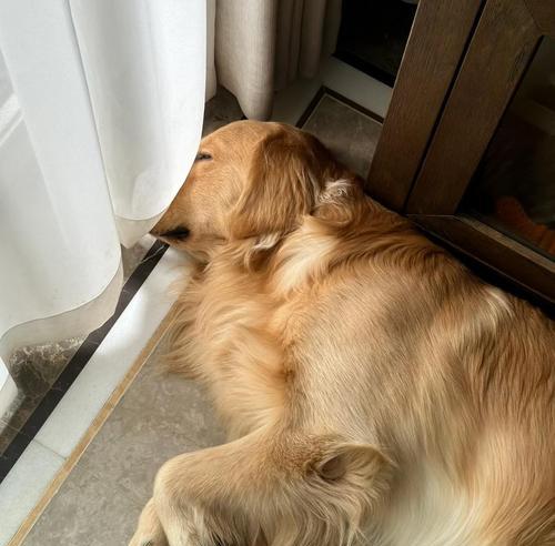 金毛吃狗粮长得快不快？（探究金毛犬只是否需特殊饮食及狗粮是否有助于其成长）(图3)