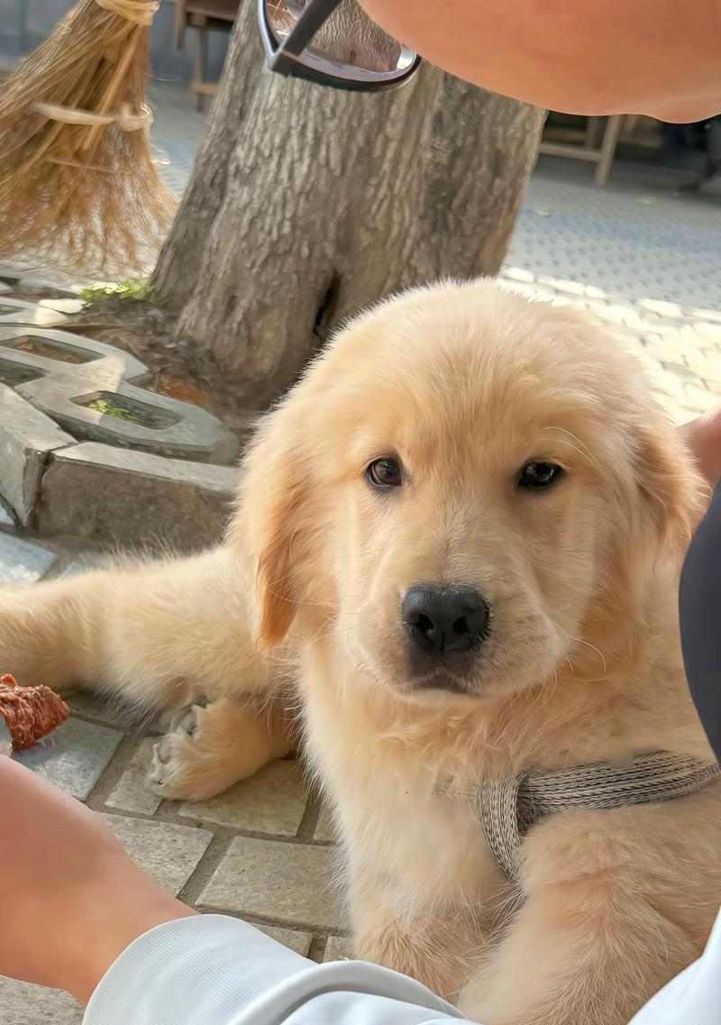 金毛吃狗粮长得快不快？（探究金毛犬只是否需特殊饮食及狗粮是否有助于其成长）(图2)