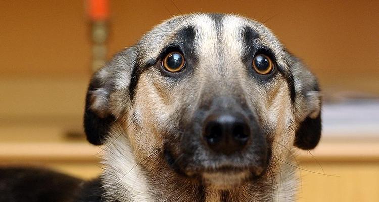 狗狗恐惧源，你需要知道的！（了解这些，宠物的心理健康才能有保障）(图1)