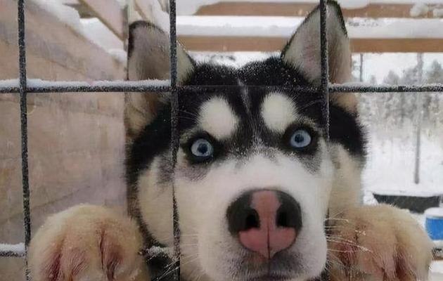 狗狗恐惧源，你需要知道的！（了解这些，宠物的心理健康才能有保障）(图2)