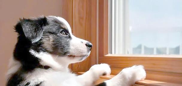 狗狗恐惧源，你需要知道的！（了解这些，宠物的心理健康才能有保障）(图3)