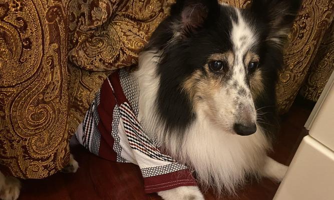 宠物也可能有口臭？应该如何解决？（让你的宠物告别口臭，彰显宠爱心情！）(图2)