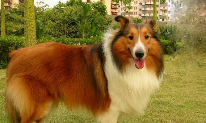 宠物也可能有口臭？应该如何解决？（让你的宠物告别口臭，彰显宠爱心情！）(图1)