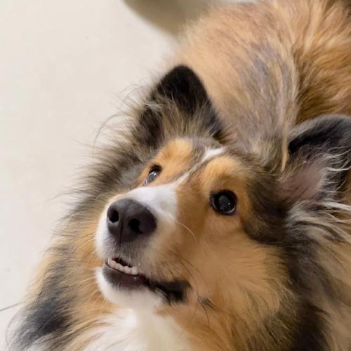 宠物也可能有口臭？应该如何解决？（让你的宠物告别口臭，彰显宠爱心情！）(图3)