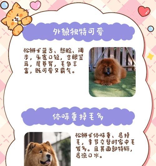 成犬松狮的每日狗粮摄入量（如何科学合理地喂养您的松狮）(图1)