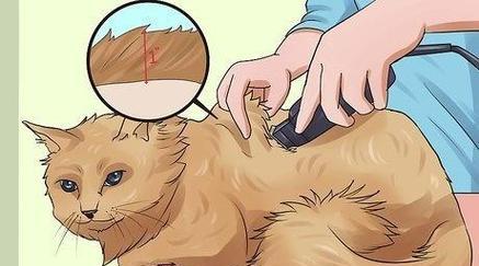 给小猫剃毛真的能让它更凉快吗？（夏天照顾小猫，别乱剃毛！）(图1)