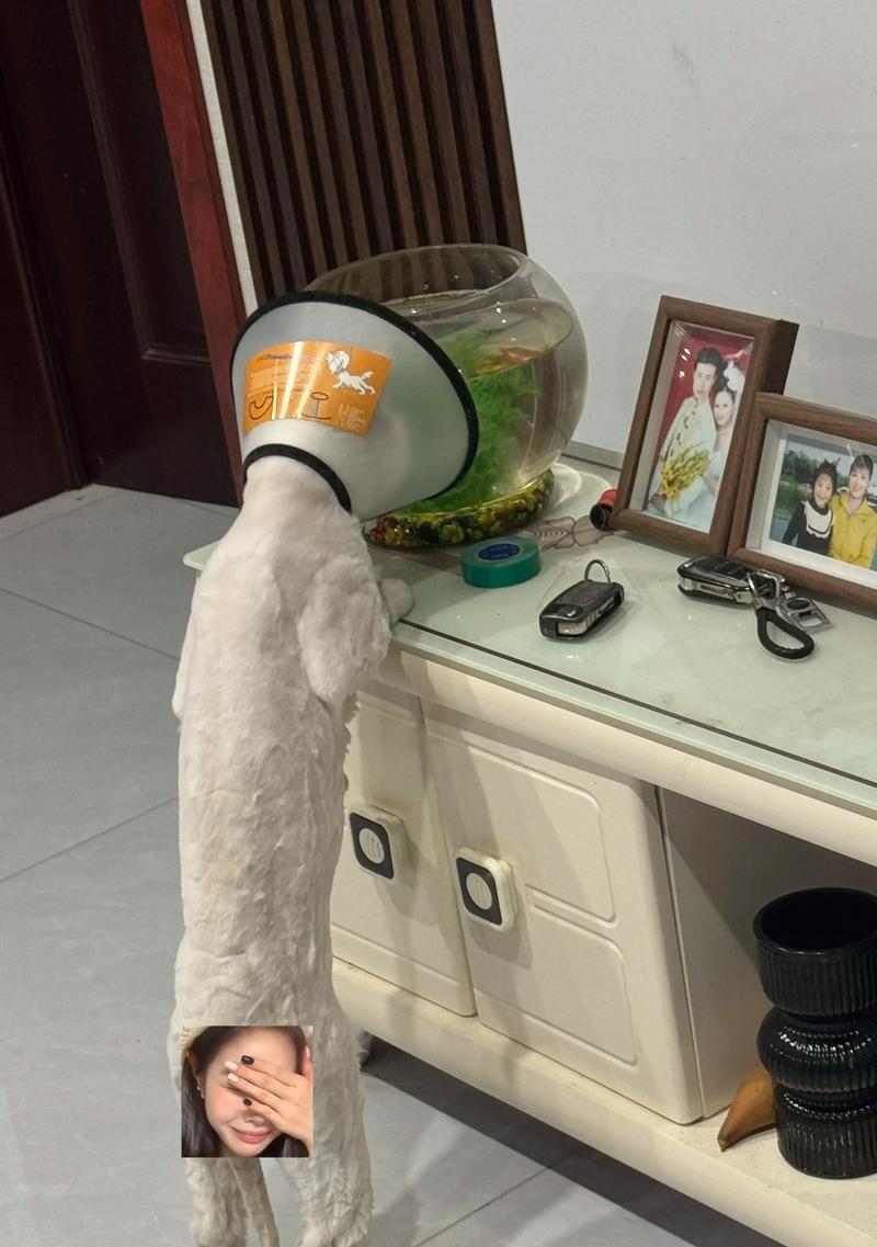 给小猫剃毛真的能让它更凉快吗？（夏天照顾小猫，别乱剃毛！）(图2)