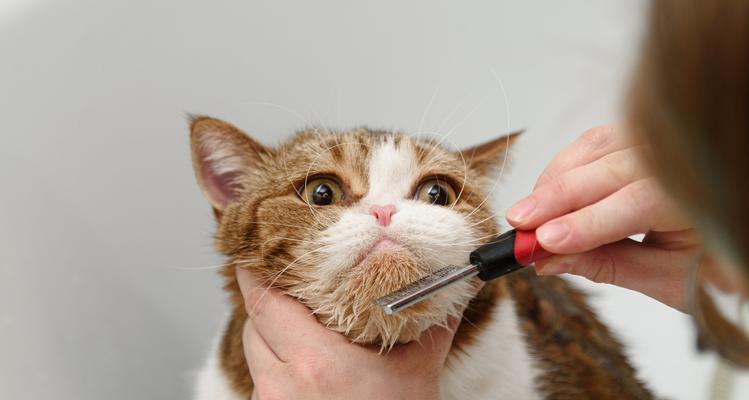 给小猫剃毛真的能让它更凉快吗？（夏天照顾小猫，别乱剃毛！）(图3)