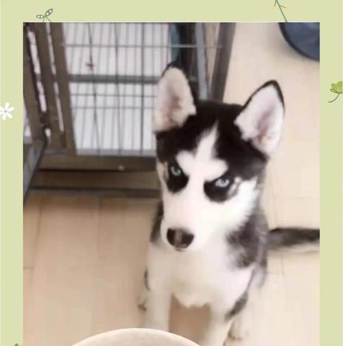 哈士奇掉毛了怎么办？（宠物照顾指南，让你的哈士奇掉毛少如一把梳子）(图2)