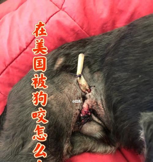 狗狗鸡鸡出来红,走进人们的心灵(狗狗鸡鸡展现真实可爱,传递温暖和快乐)(图2) 狗狗鸡鸡出来红,走进人们的心灵(狗狗鸡鸡展现真实可爱,传递温暖和快乐)(图2)