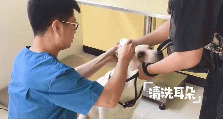 如何正确为拉布拉多幼犬洗耳朵（选择适当的洗耳液是关键）(图1)