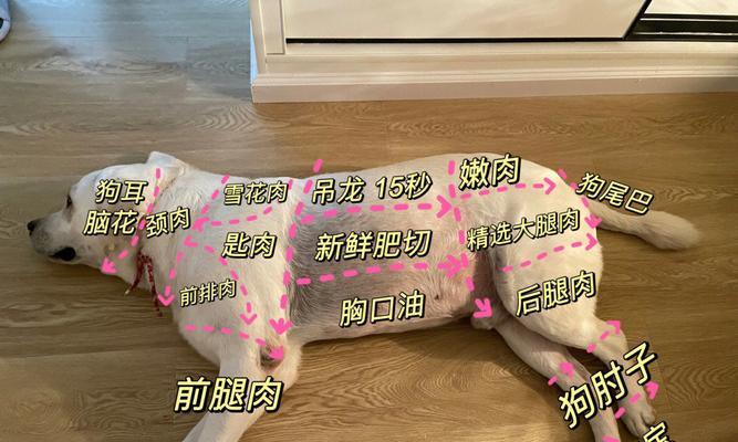 如何正确为拉布拉多幼犬洗耳朵（选择适当的洗耳液是关键）(图2)