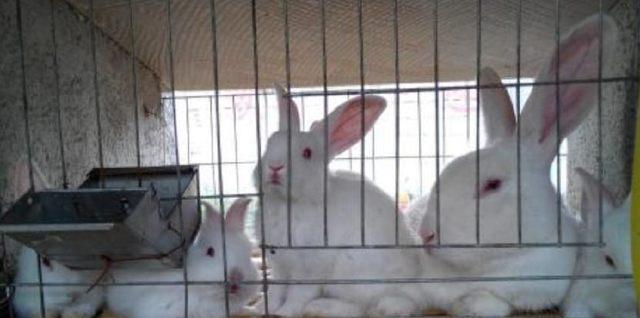 养兔子必备的网站资源（掌握这些网站，养兔子从此不再困扰）(图2)