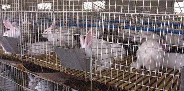 养兔子必备的网站资源（掌握这些网站，养兔子从此不再困扰）(图3)