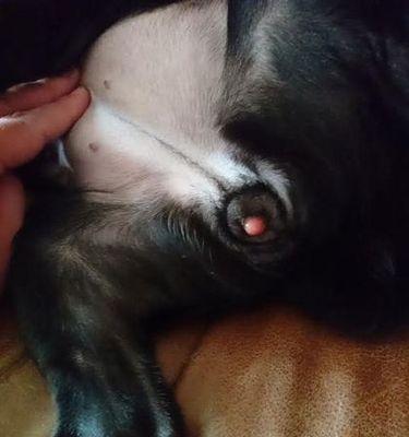 狗狗鸡鸡出来红,走进人们的心灵(狗狗鸡鸡展现真实可爱,传递温暖和快乐)(图3) 狗狗鸡鸡出来红,走进人们的心灵(狗狗鸡鸡展现真实可爱,传递温暖和快乐)(图3)