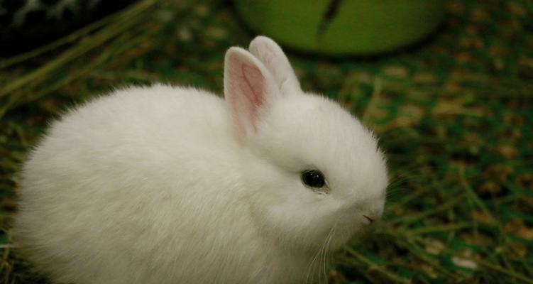 养兔子必备的网站资源（掌握这些网站，养兔子从此不再困扰）(图1)