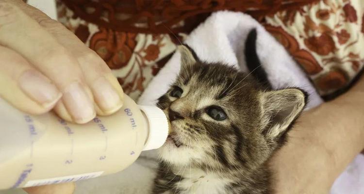 猫咪离乳期是什么时候？（了解猫咪成长的关键时期）(图3)