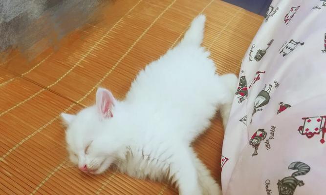 猫咪离乳期是什么时候？（了解猫咪成长的关键时期）(图1)