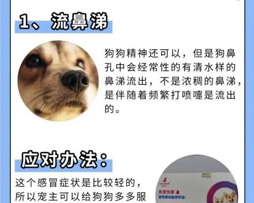 狗狗发烧的预防与护理（全面了解狗狗发烧的症状和处理方法，让你的宠物健康无忧）(图1)