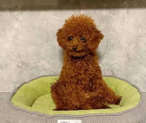 狗狗发烧的预防与护理（全面了解狗狗发烧的症状和处理方法，让你的宠物健康无忧）(图3)