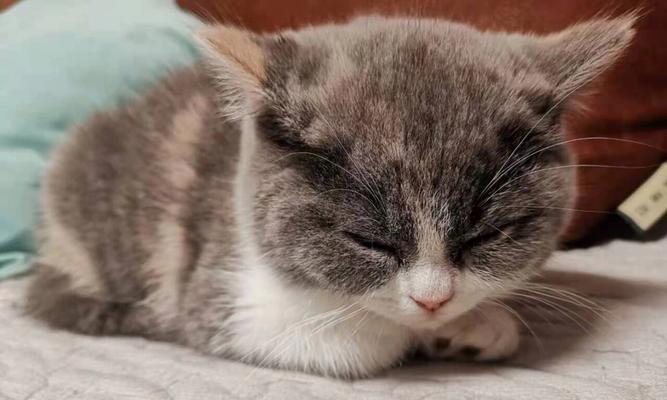 小猫养护必备（了解小猫疫苗的重要性与实施