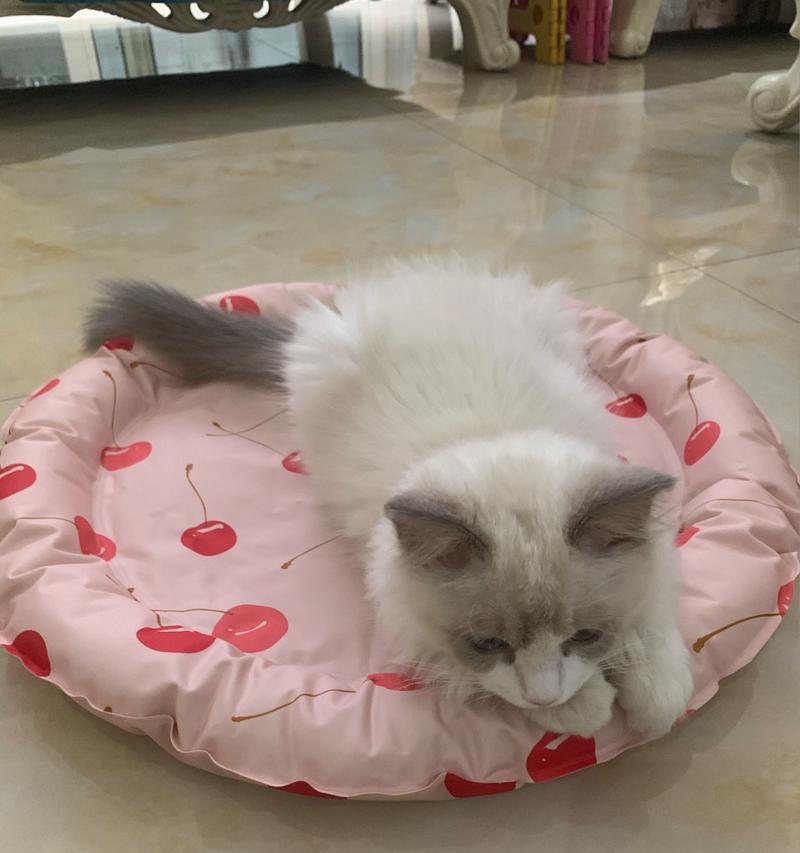 小猫养护必备（了解小猫疫苗的重要性与实施时机）(图3)