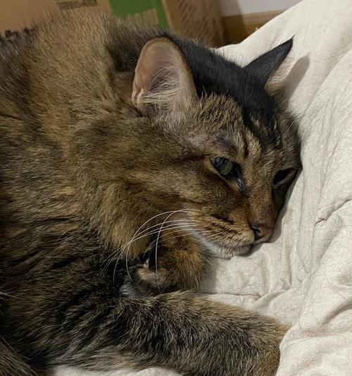 猫咪为何不停地叫？（揭秘猫咪叫声背后的奥秘）(图2)