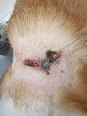 海泊舒治疗病例 | 一例犬咬伤的病例报告(图6)