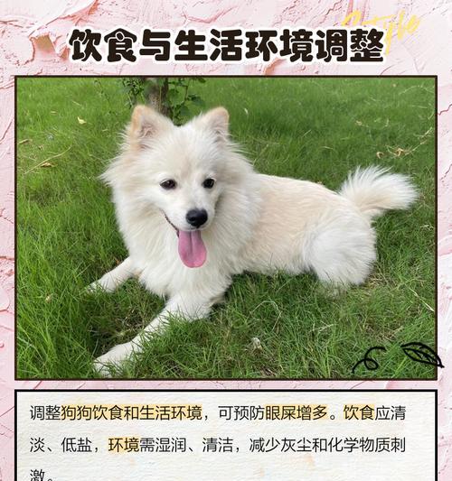 揭秘狗狗眼屎多的真正原因（从营养、健康、环境三方面解析狗狗眼屎多的成因）(图1)