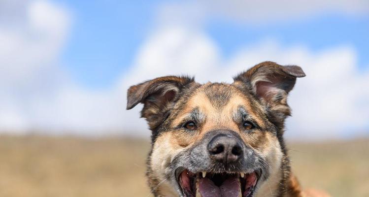 揭秘小狗嘴巴的神奇之处（小狗的嘴巴竟然像这个东西！）(图3)