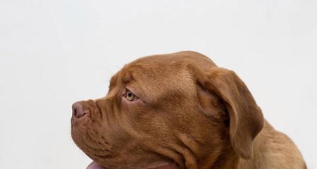 揭秘小狗嘴巴的神奇之处（小狗的嘴巴竟然像