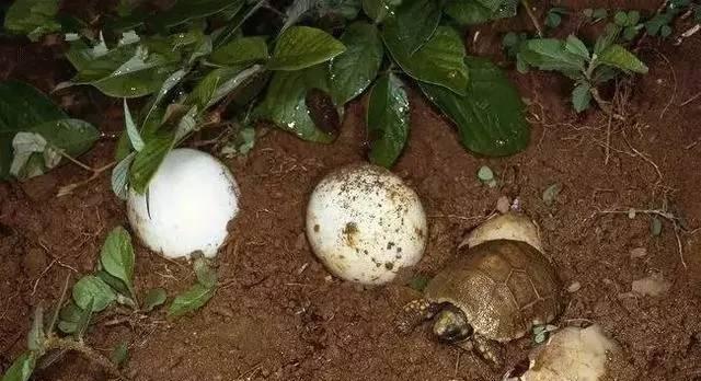 黄腿象龟的饲养方法(让你的黄腿象龟健康成长)(图3) 黄腿象龟的饲养方法(让你的黄腿象龟健康成长)(图3)