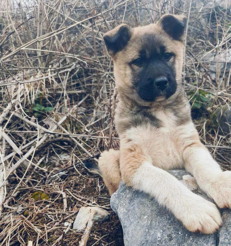 既漂亮又能看家，选一只能做两件事的狗（探讨狗的美观与实用性，让你找到理想的宠物）(图2)