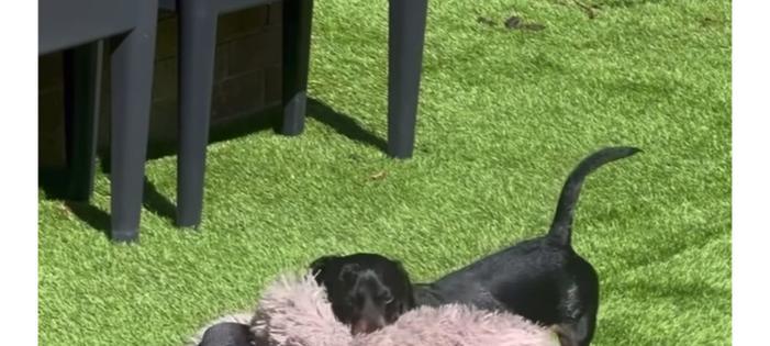 狗狗需要多久的太阳光照射才好?(晒太阳对狗狗的好处及注意事项)(图3) 狗狗需要多久的太阳光照射才好?(晒太阳对狗狗的好处及注意事项)(图3)