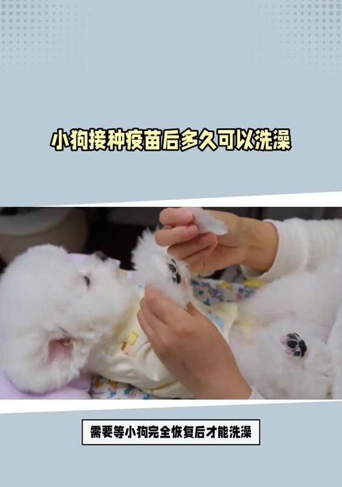 狗狗打完狂犬疫苗多久可以洗澡?(疫苗接种时间与洗澡注意事项)(图2) 狗狗打完狂犬疫苗多久可以洗澡?(疫苗接种时间与洗澡注意事项)(图2)