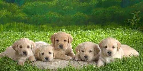 探讨什么时辰的狗宝宝最好养?(通过时间选择最适合的狗宝宝寄养时机)(图2) 探讨什么时辰的狗宝宝最好养?(通过时间选择最适合的狗宝宝寄养时机)(图2)