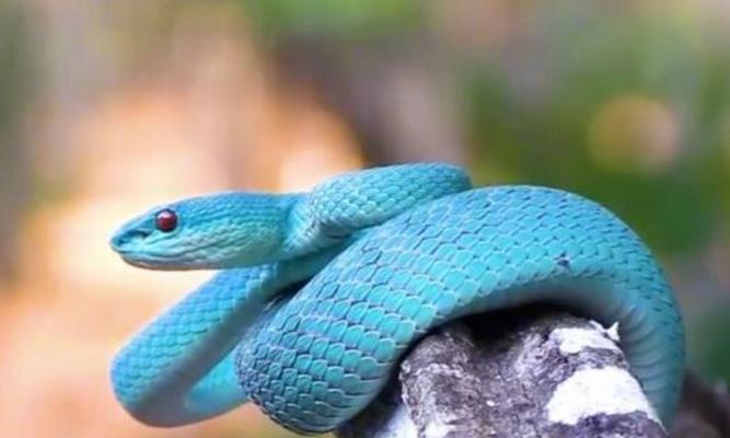 探索蛇类食用文化的多样性（从美食角度探索各类蛇的独特风味与烹饪技巧）(图1)