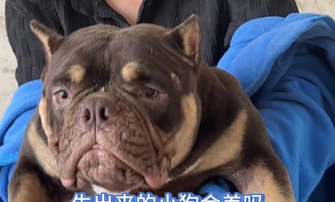 以恶霸是什么狗？——探索以恶霸杂交狗的特点与饲养要点 - 新生家伴