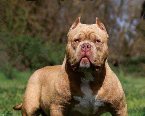 以恶霸是什么狗？——探索以恶霸杂交狗的特点与饲养要点(图2)