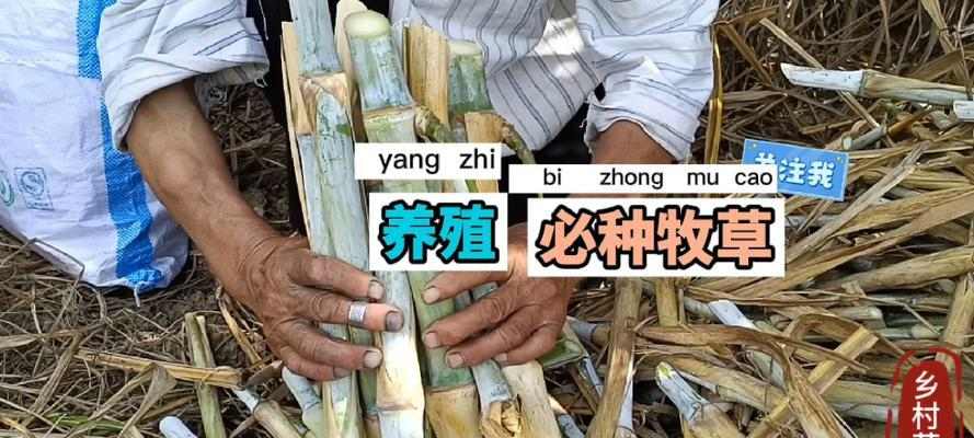 三个月藏獒的主食及喂养指南（为宠物藏獒提供健康均衡的饮食） - 新生家伴