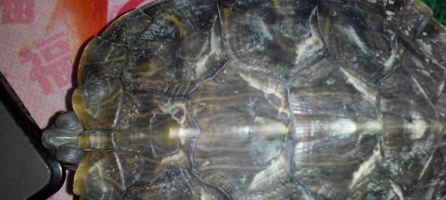 乌龟烂甲的成因及预防方法（探究乌龟烂甲形态特征及保健措施） - 新生家伴