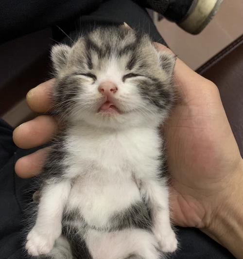 家猫饮食宝典（满足猫咪的健康饮食需求，让它们健康快乐） - 新生家伴