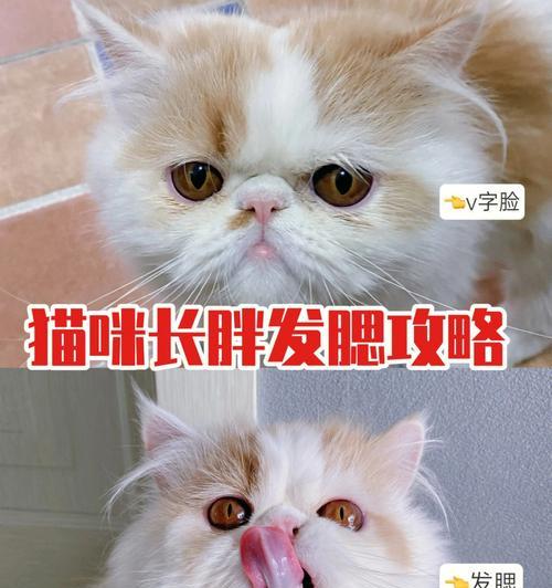 家猫饮食宝典(满足猫咪的健康饮食需求,让它们健康快乐)(图2) 家猫饮食宝典(满足猫咪的健康饮食需求,让它们健康快乐)(图2)