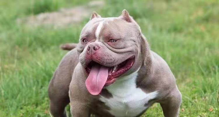 以恶霸是什么狗？——探索以恶霸杂交狗的特点与饲养要点(图3)