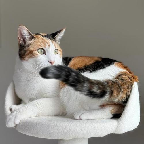 散养宠物的乐趣和挑战（以自由和关爱共享生活的魅力） - 新生家伴