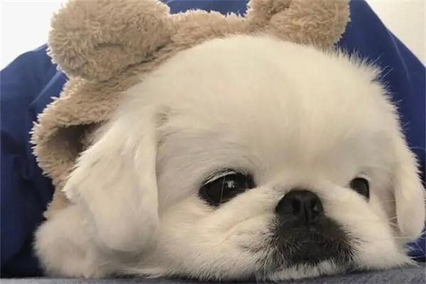 狗狗常见的眼部疾病都有哪些? 狗狗常见的眼部疾病都有哪些?(图2)