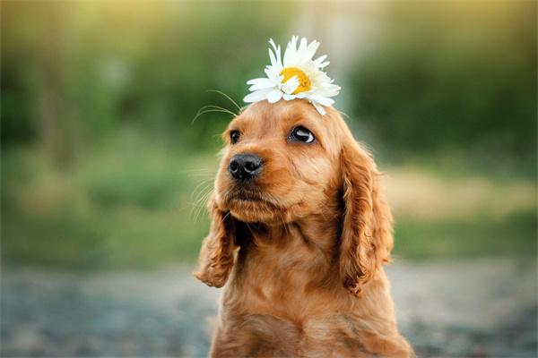 狗狗体质差怎么调理？(图1)