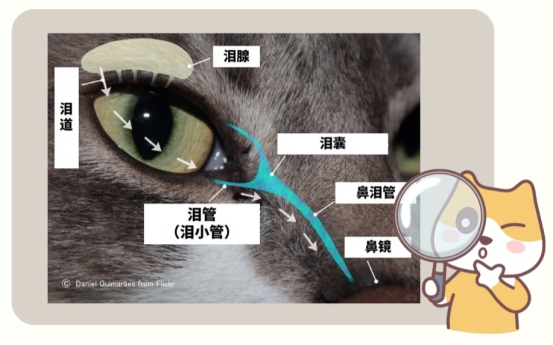 猫咪泪痕是什么原因引起的?(图2) 猫咪泪痕是什么原因引起的?(图2)